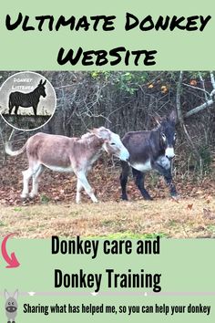 two donkeys are walking through the woods with text that reads, ultimate donkey website donkey care and donkey training sharing what has helped me, so you can help