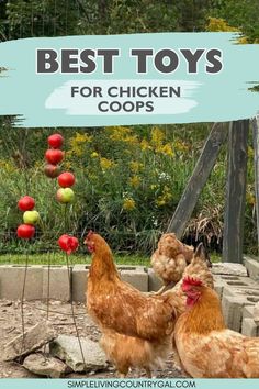 two chickens standing next to each other in front of a sign that says best toys for chicken coops