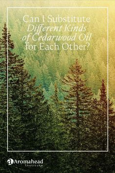 Learn the differences between 3 popular kinds of Cedarwood essential oil + make a closet spray that protects our clothes, and makes the closet smell amazing! https://blog.aromahead.com/can-i-substitute-different-kinds-of-cedarwood-oil-nl Oils For Headaches, Essential Oils For Hair Growth, Make A Closet, Oils For Hair Growth, Essential Oil Distiller, Oils For Hair, Essential Oils For Headaches