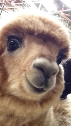 a close up of a stuffed animal with one eye open and the other looking at the camera