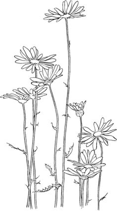 three flowers are shown in this black and white drawing, with one flower on the left side