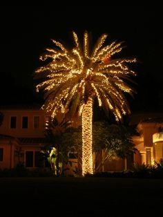 a palm tree is lit up with christmas lights