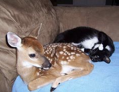 two deer and a cat laying on a couch