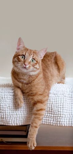 an orange cat sitting on top of a bed next to a white blanket and pillows