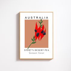 there is a poster on the wall that says australia, stut's desert pea