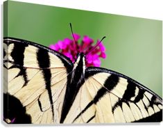 a large butterfly sitting on top of a pink flower