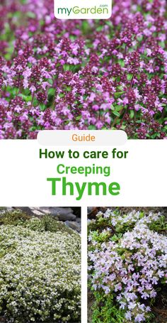 purple flowers growing in the ground with text overlay that reads guide how to care for creeping thyme