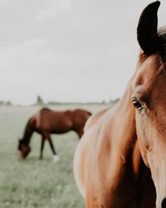 two horses grazing on grass in a field