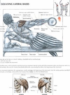 the muscles and their functions are shown in this diagram, which shows how they work