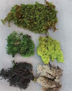 several different types of moss growing in the snow