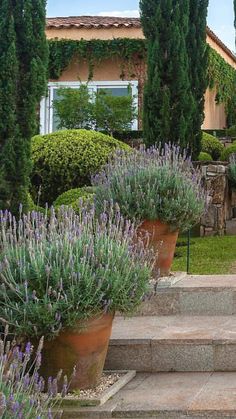 lavender plants in large pots on steps leading up to a house with stone steps and landscaping