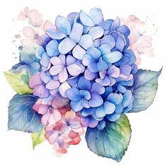 watercolor painting of blue and pink hydrangea flowers with leaves on white background