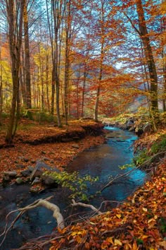 a stream running through a forest filled with lots of trees and leaves on the ground