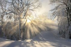 the sun is shining through the trees in the snow