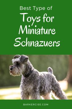 a dog standing in the grass with text overlay that reads toys for miniature schnauzers