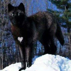 a black cat standing on top of a pile of snow in the woods with trees behind it