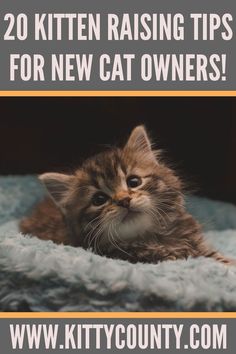 first-time kitten owner tips How To Care For Kittens Tips, Tips For New Kitten Owners, Kitten Organization Ideas, How To Train A Kitten Cat Behavior, New Kitten Aesthetic, Kittens Care Tips, Kitten Needs List, Raising A Kitten, How To Litter Train A Kitten