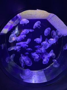 purple jellyfish in a clear bowl on a black surface with blue light behind it