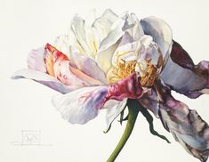 a white and pink flower is shown in this watercolor painting by artist susan grisby