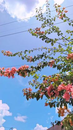 pink flowers are blooming on the branches of trees in front of a blue sky