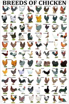 a poster with different types of chickens on it's sides and the words breeds of chicken