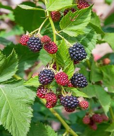 the berries are ripe and ready to be picked