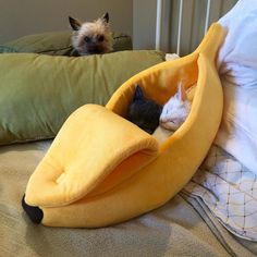 two cats sleeping in a banana shaped bed