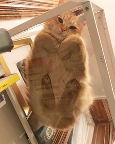 an orange cat standing on its hind legs