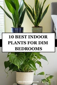 some plants that are sitting on top of a table with the words 10 best indoor plants for