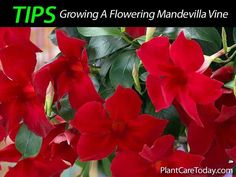 red flowers with green leaves in the background and text tips growing a flowering mandevilla vine