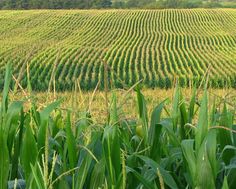 an image of corn fields in the country