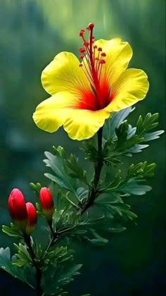 a yellow and red flower with green leaves