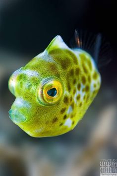 a close up of a yellow and black fish with spots on it's face