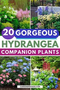 20 gorgeous hydrangea garden plants with text overlay that reads, 20 gorgeous hydrange