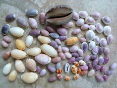 several different types of seashells on the ground