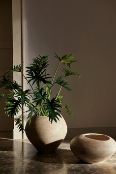 there is a plant in a vase on the floor next to another potted plant