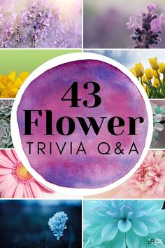 43 Flower Trivia Questions and Answers Flower Games Party, Garden Club Program Ideas For Adults, Spring Games For Seniors, Garden Party Games For Ladies, Spring Trivia Questions And Answers, Flower Party Games, Garden Party Games For Adults, Spring Activities For Seniors, Spring Games For Adults