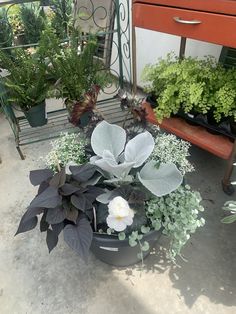 several potted plants sitting on the ground in front of a red dresser and bench