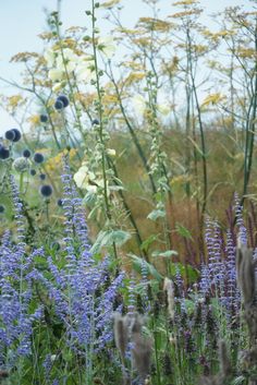 wildflowers and other plants in a field