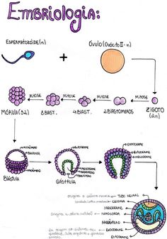 a diagram showing the structure of an emboligia and how to use it