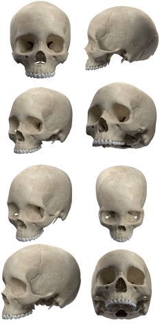 multiple views of the human skull with different angles and facial features, all in white background