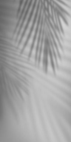 the shadow of a palm leaf on a white background