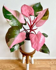 a potted plant with pink and green leaves