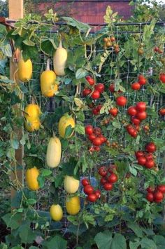 several different types of tomatoes growing on a trellis in an urban garden, including yellow and red peppers