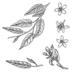 an illustration of leaves and flowers on a white background - plant stock illustrations, clip art, cartoons, & icons