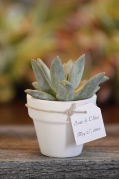 a small white potted plant sitting on top of a wooden table next to a tag