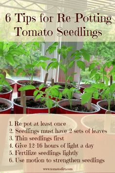 several potted plants with the words 6 tips for re - potting tomato seedlings