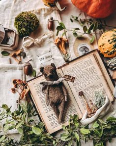 an open book sitting on top of a table filled with plants and stuffed animals next to pumpkins