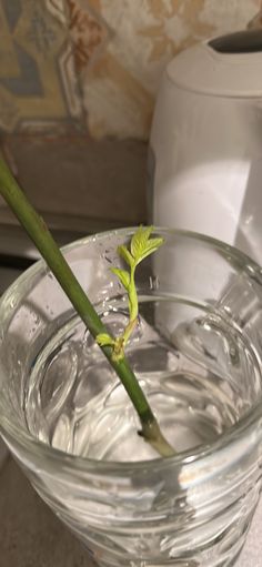 a small green plant in a clear glass bowl