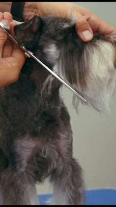 a dog getting its hair cut with scissors